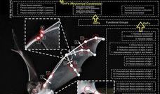 박쥐 드론, Bat Bot !!!