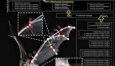 박쥐 드론, Bat Bot !!!