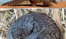  [3D프린터와 떠나는 테마여행 45탄] Save Pangolins (멸종 위기종을 구하라!) 