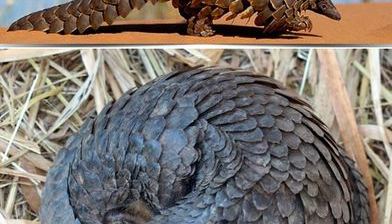  [3D프린터와 떠나는 테마여행 45탄] Save Pangolins (멸종 위기종을 구하라!) 
