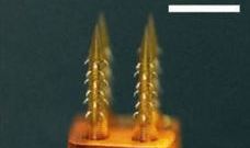 4D프린팅된 현미침(Microneedle) 
